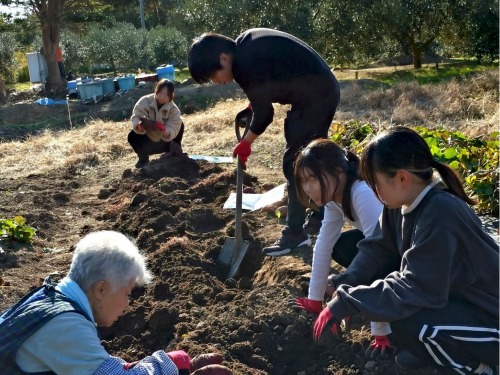 網地島産さつまいも堀り