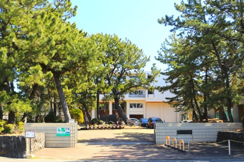 会場の茅ヶ崎西浜高校　砂丘の上にある高校のため、松の木が北に傾く扁形樹となっています