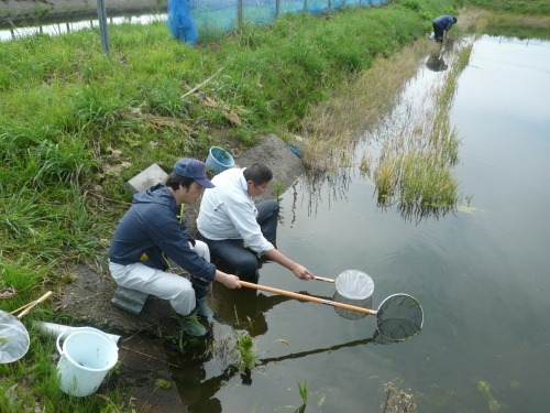 まずは稚魚をすくいます