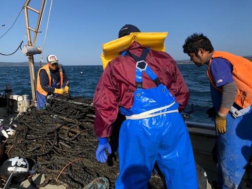 漁場に到着し棚ロープを海中に入れる作業