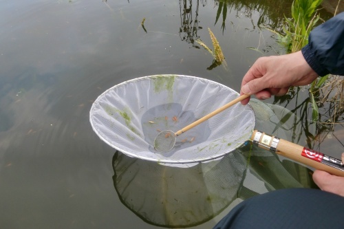 稚魚の模様で選別します