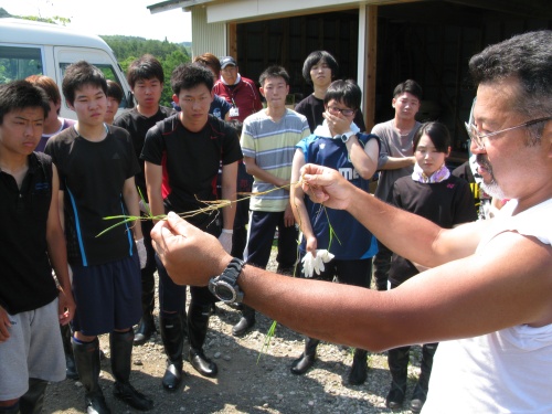 重要雑草「ヒエ」です