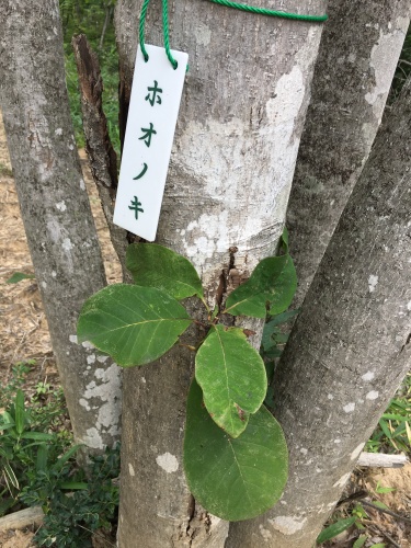 朴木山キャンパスの由来、「ホオノキ」です
