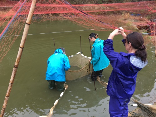 藤田さん親子による野池での池上げ作業