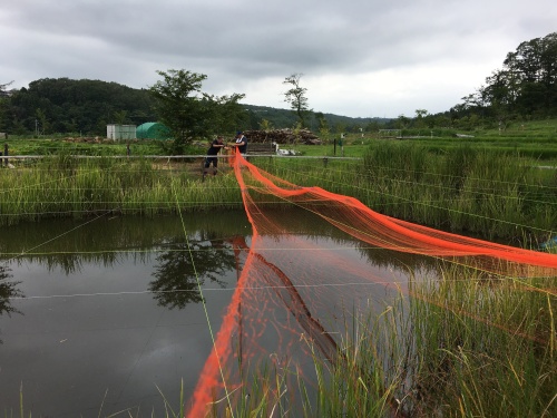 防鳥網を被せていきます