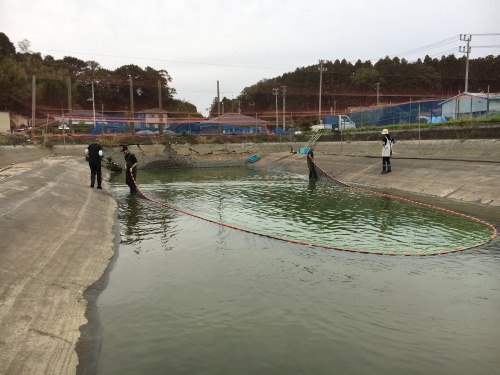 池上げ作業