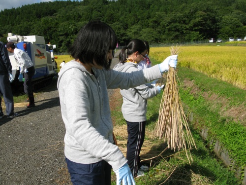 刈り取った稲を束ねるための稲藁づくりです