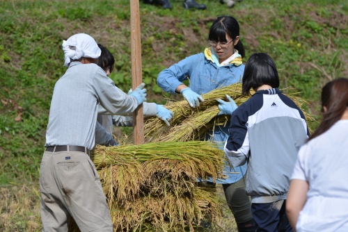 稲架（はざ）掛けの様子