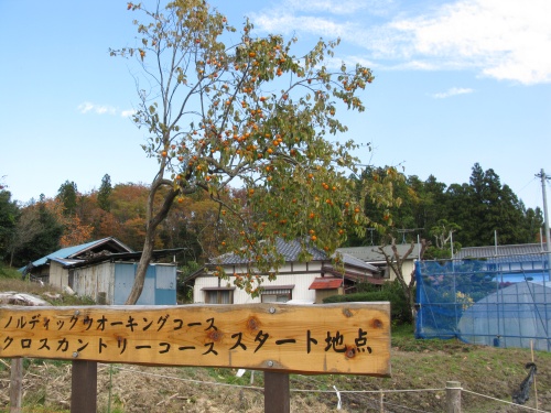 たくさんの実をつけた柿の木