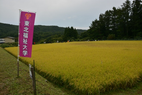 黄金色にたわわに実った学習田