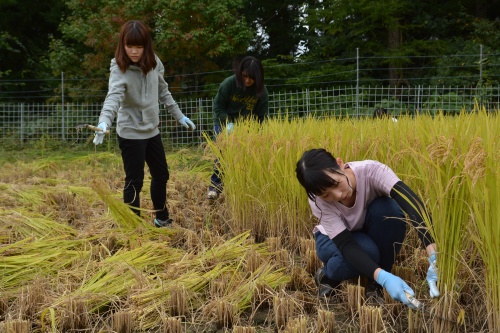 刃先に気をつけながら鎌を使っての稲刈り作業です