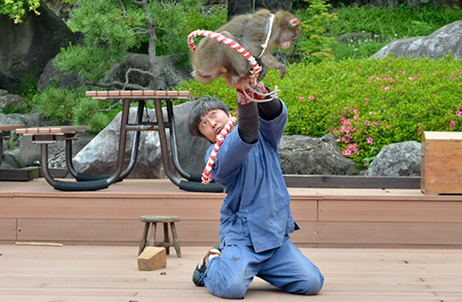 見事な演技を見せる芸猿の環くん