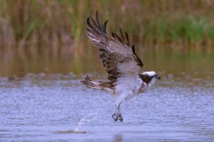 この鳥は「ミサゴ」といって、魚を主食とする大型の猛禽類で、河川/湖沼や海岸にて普通に見られます。空中からダイナミックに水面にダイブする様子は迫力満点です。