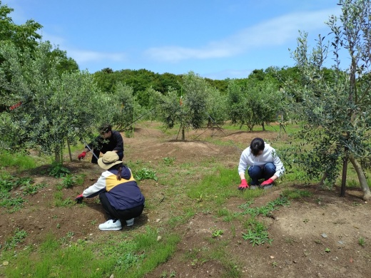 除草作業の様子 観光客が見学に来ますので景観美化も大切です(網地島オリーブ農園にて)
