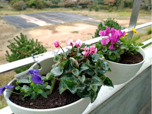 石巻市網地島でお花を植えました（山口政人ゼミ）