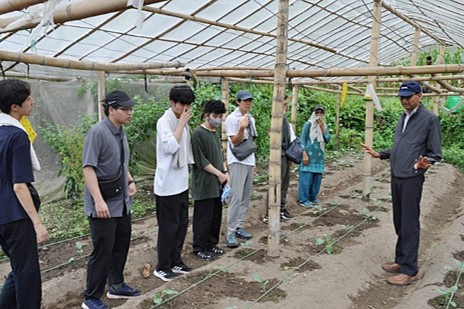 農業支援の現場の、カリフラワー畑