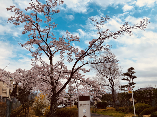 【三分咲きの桜と共に】作業療法学専攻、合同のお花見を開催しました