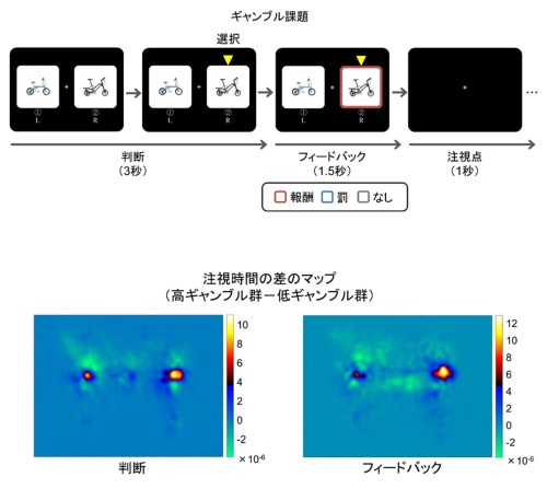 【研究】ギャンブル行動特性における焦点的な注意のピークと側性バイアス：アイトラッキングを用いた調査 / 重宗弥生准教授