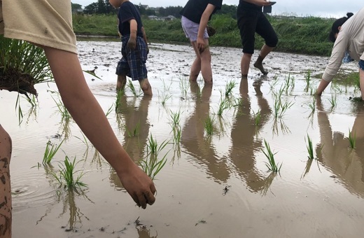 手植えをする様子