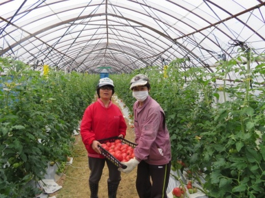 トマト畑での作業