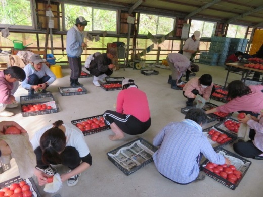 トマト出荷作業