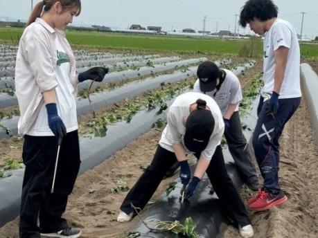共生地域づくりプロジェクト：サツマイモの植え付けに挑戦