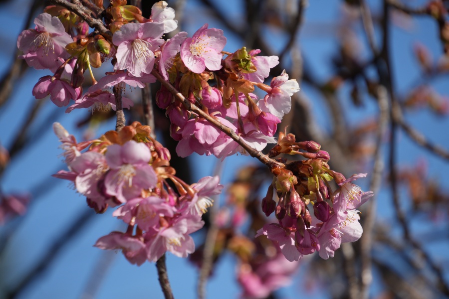 【桜情報】キャンパス内のカワズザクラが開花しています