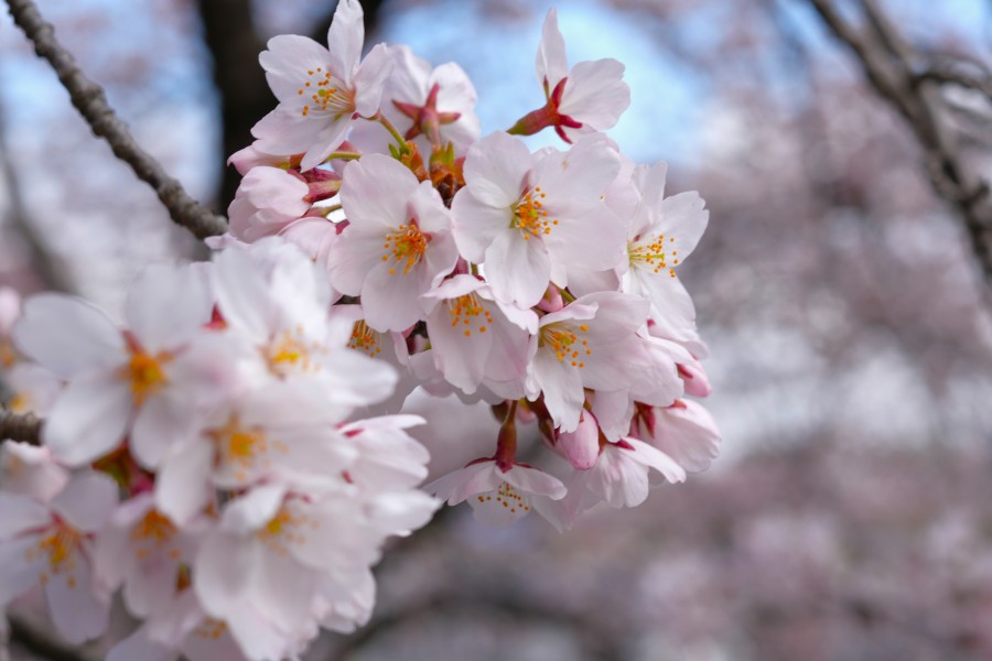 【桜情報】キャンパス内のソメイヨシノが見頃を迎えています