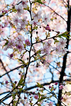 国見キャンパスで河津桜が咲いています
