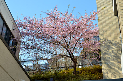 国見キャンパス5、6号館の間に1本ある河津桜。満開です