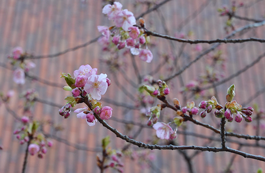 3号館前の河津桜は、咲き始め