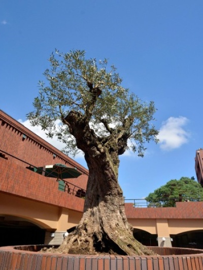 ハーモニースクエアに植樹された、 樹齢400年を超えるオリーブ(ゴルダール)。 パワースポットになりそうです