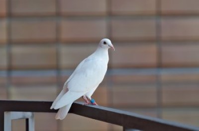 なんと、普段はあまり見られない白い鳩。1号館5階のベランダにしばらく佇み、オリーブを眺めていました