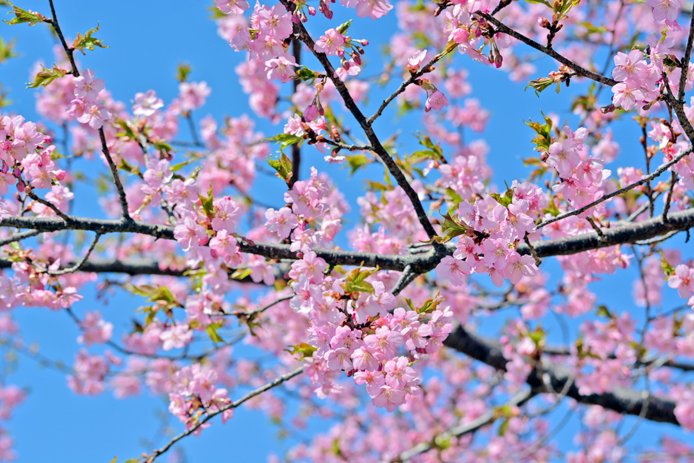 北山キャンパスの桜が満開｜東北福祉大学