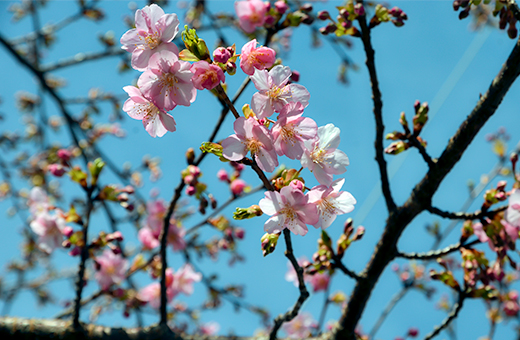 キャンパス各所で河津桜が開花！｜東北福祉大学
