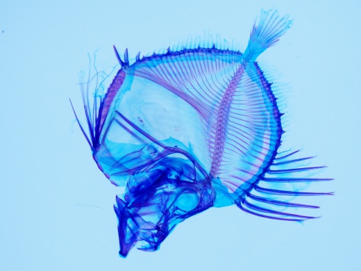 様々な生物の透明標本を展示しています。