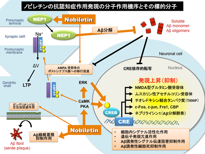 大泉研究室「アルツハイマー病等の認知症の予防・治療確立をめざして」