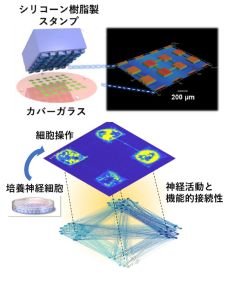 【研究】ミクロなハンコを使って神経回路網を操作 ～シャーレ内での脳機能モデリングに向けて道筋～／庭野道夫特任教授 共同研究